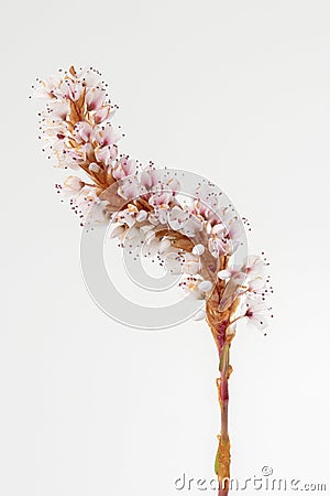 Closeup image of Persicaria affinis â€˜Darjeeling Red Stock Photo
